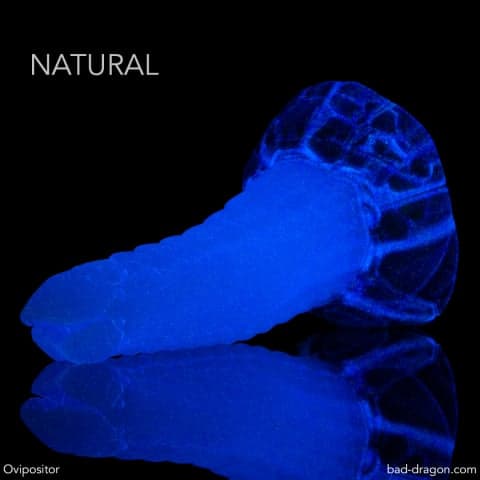 Ovipositor